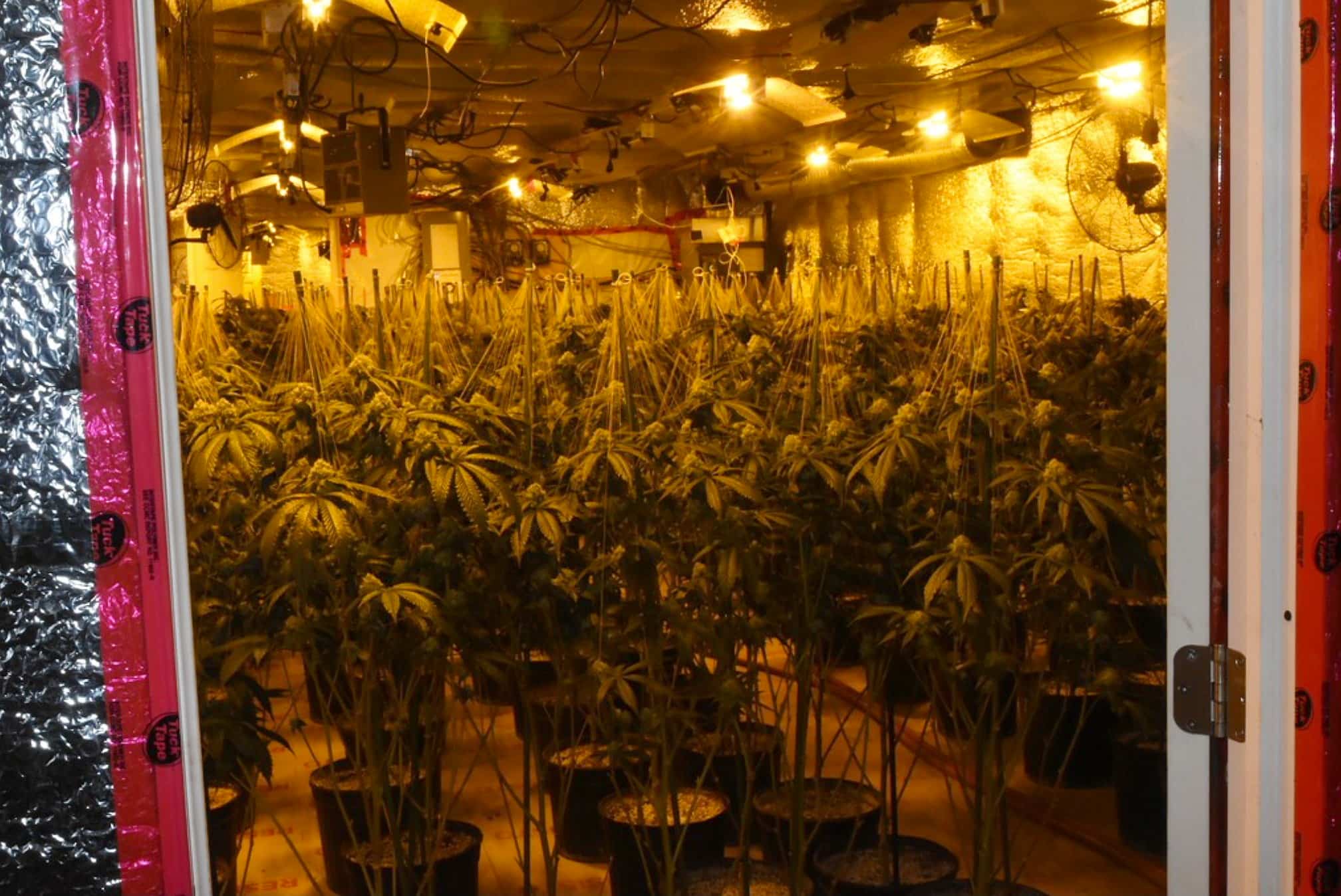 3 ans de p&eacute;nitencier pour avoir g&eacute;r&eacute; une imposante usine de production de cannabis