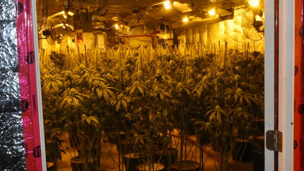 3 ans de pénitencier pour avoir géré une imposante usine de production de cannabis