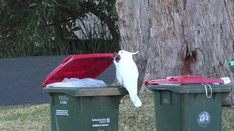 In this photo received by AFP on July 20, 2021, a sulphur-crested cockatoo opens the lid of a household waste bin in Sydney, Australia. - One of the key ways humans acquire new skills is by observing proficient individuals in action: think of a child learning by watching older siblings, or budding athletes emulating the techniques of established stars. Turns out the same is true of cockatoos, according to a study published on July 22, 2021, in Science. (Photo by Barbara Klump / Max Planck Institute of Animal Behavior / AFP) / RESTRICTED TO EDITORIAL USE - MANDATORY CREDIT "AFP PHOTO / Barbara Klump/ Max Planck Institute of Animal Behavior" - NO MARKETING - NO ADVERTISING CAMPAIGNS - DISTRIBUTED AS A SERVICE TO CLIENTS / TO GO WITH AFP STORY by Issam AHMED, "A dumpster lid or two won't stop a cockatoo from feasting" Pictures embargoed until: 1400 EDT July 22, 2021