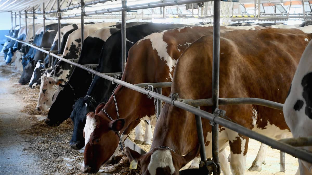 Canadian farmers want to do more to protect the climate 1
