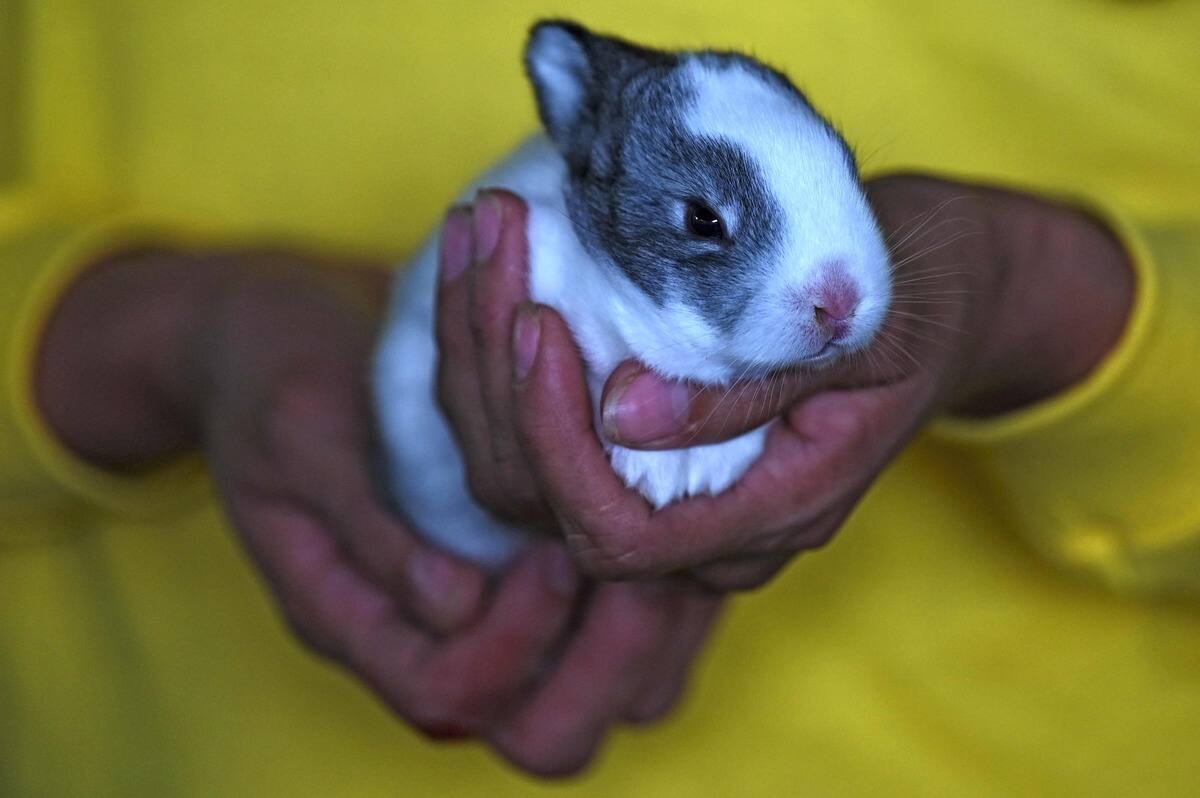 Vague d&rsquo;abandon de lapins &agrave; Montr&eacute;al
