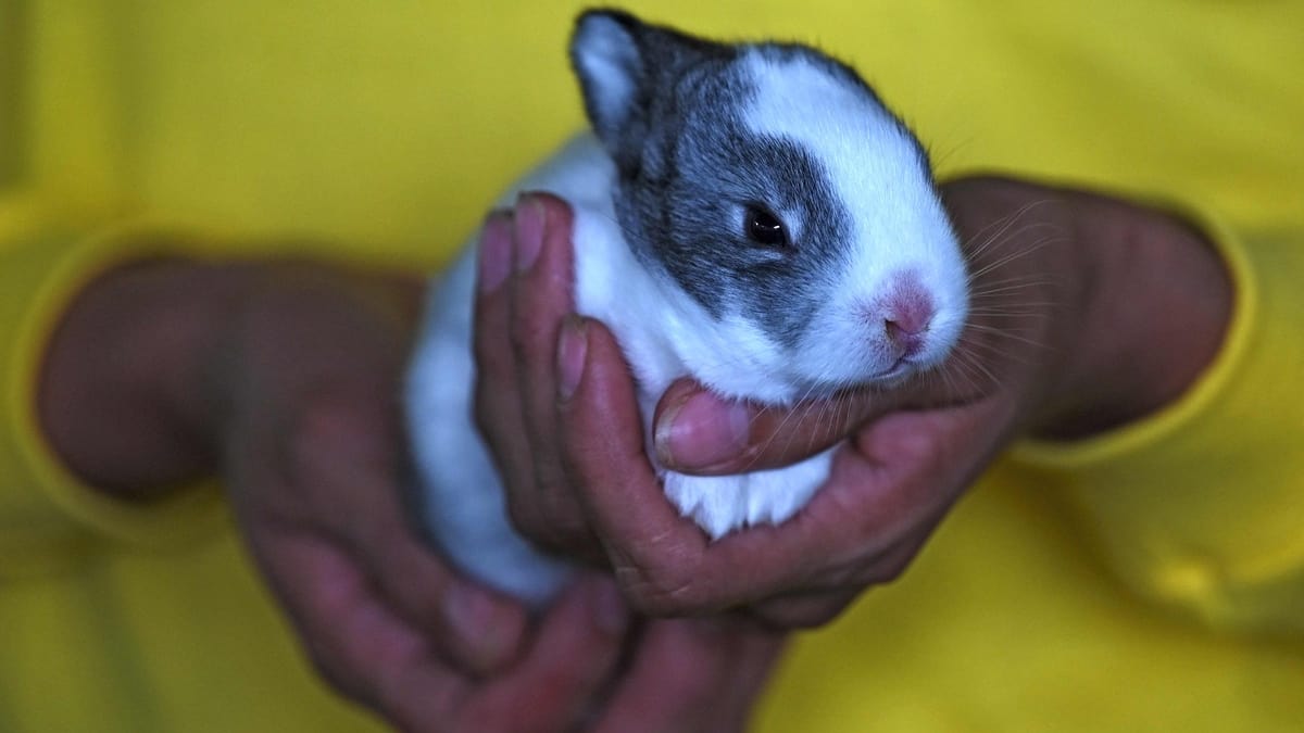 Vague d’abandon de lapins à Montréal