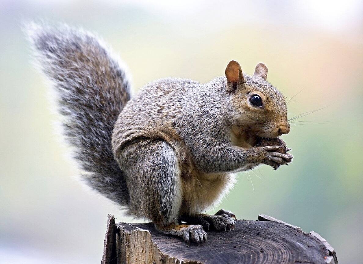 &laquo; Des petites b&ecirc;tes sauvages vivent dans mon quartier et mangent mes l&eacute;gumes. Que faire? Je suis d&eacute;courag&eacute;. &raquo;