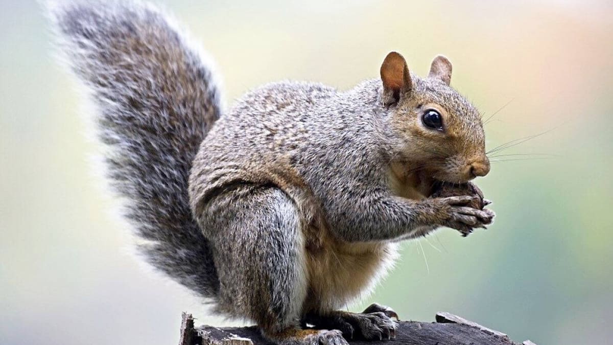 « Des petites bêtes sauvages vivent dans mon quartier et mangent mes légumes. Que faire? Je suis découragé. »
