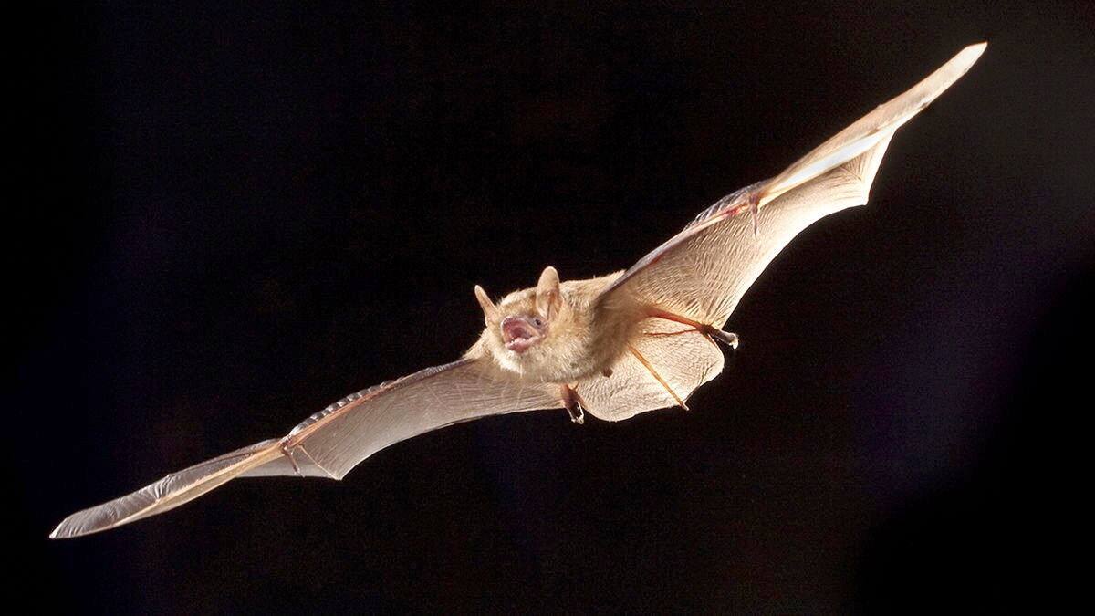 0928 Casa Flores y huerta