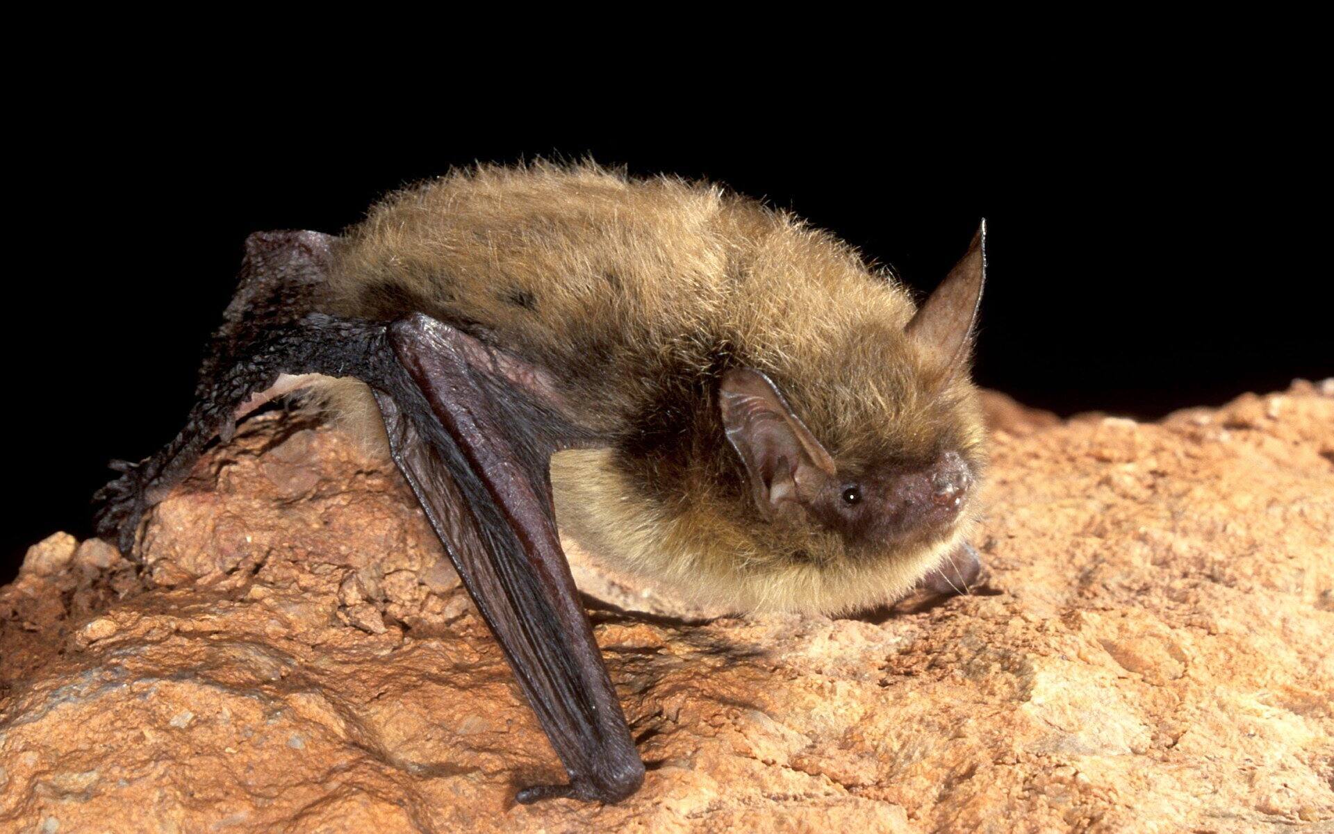 0928 Casa Flores y huerta