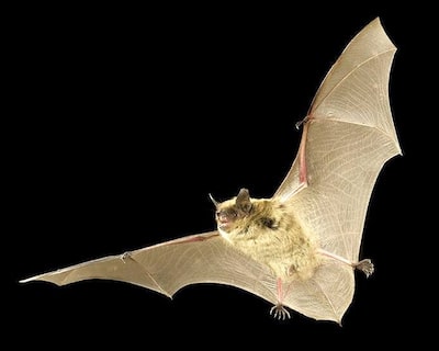 0928 Casa Flores y huerta