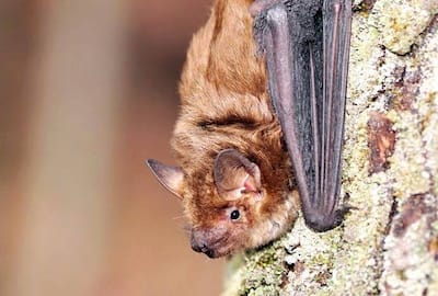 0928 Casa Flores y huerta