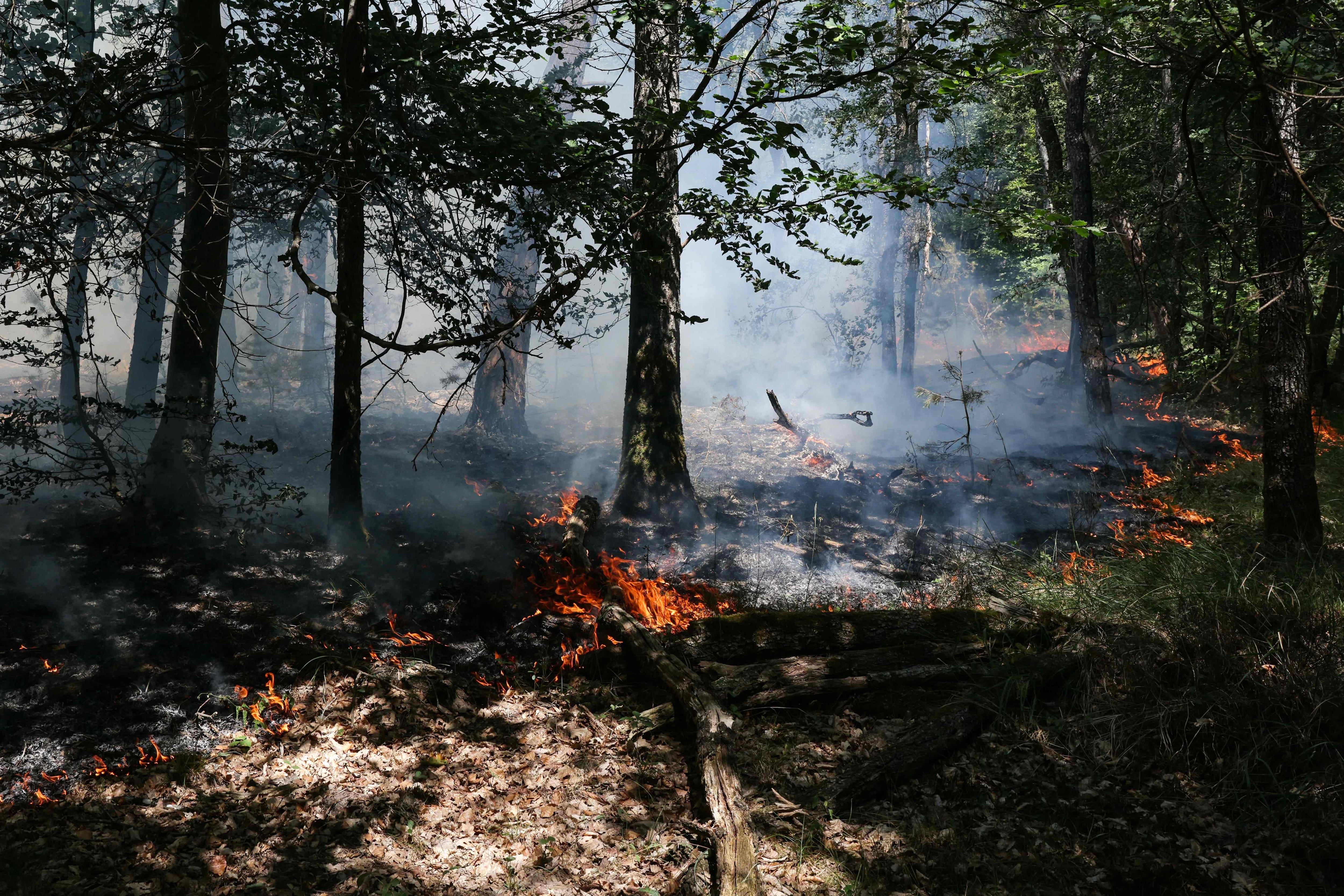 Worst fire since 1921 near Paris: why is the Fontainebleau forest so emblematic?