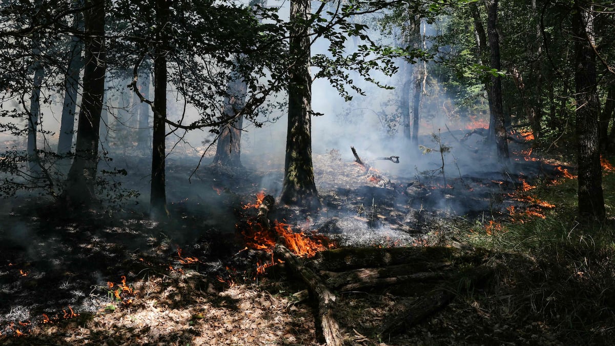 Worst fire since 1921 near Paris: why is the Fontainebleau forest so emblematic? Worst fire since 1921 near Paris: why is the Fontainebleau forest so emblematic?