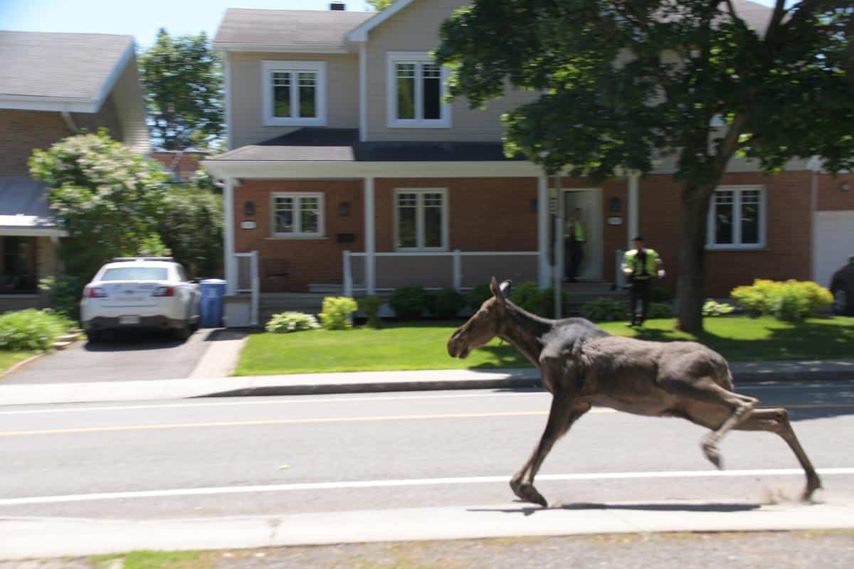 [VIDÉO] Un orignal en visite en Haute-Ville