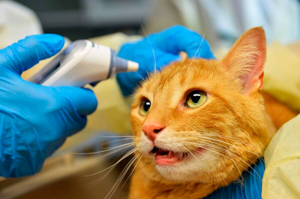 Un Nouveau Virus Felin Decouvert Tva Nouvelles