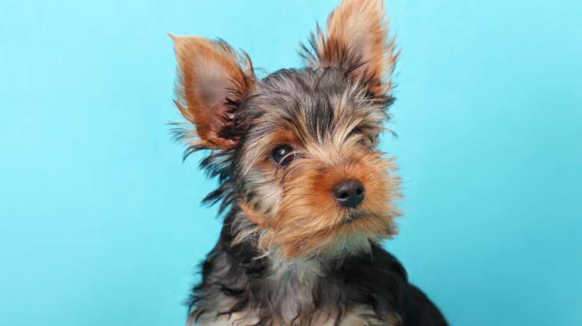 Ontario: une opération d’importation d’armes interrompue par un Yorkshire