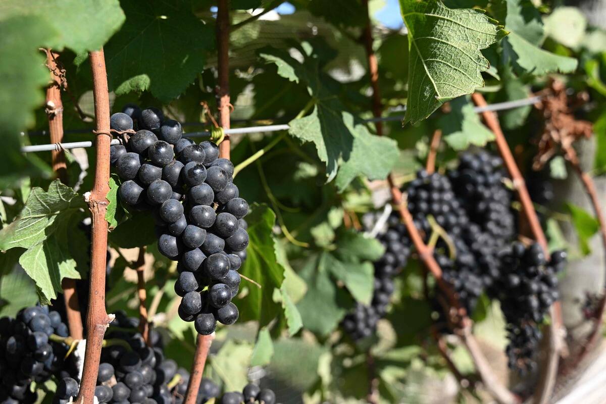 France's Surplus Wine Crisis Government to Destroy 80 Million Gallons Worth 216 Million Archyde