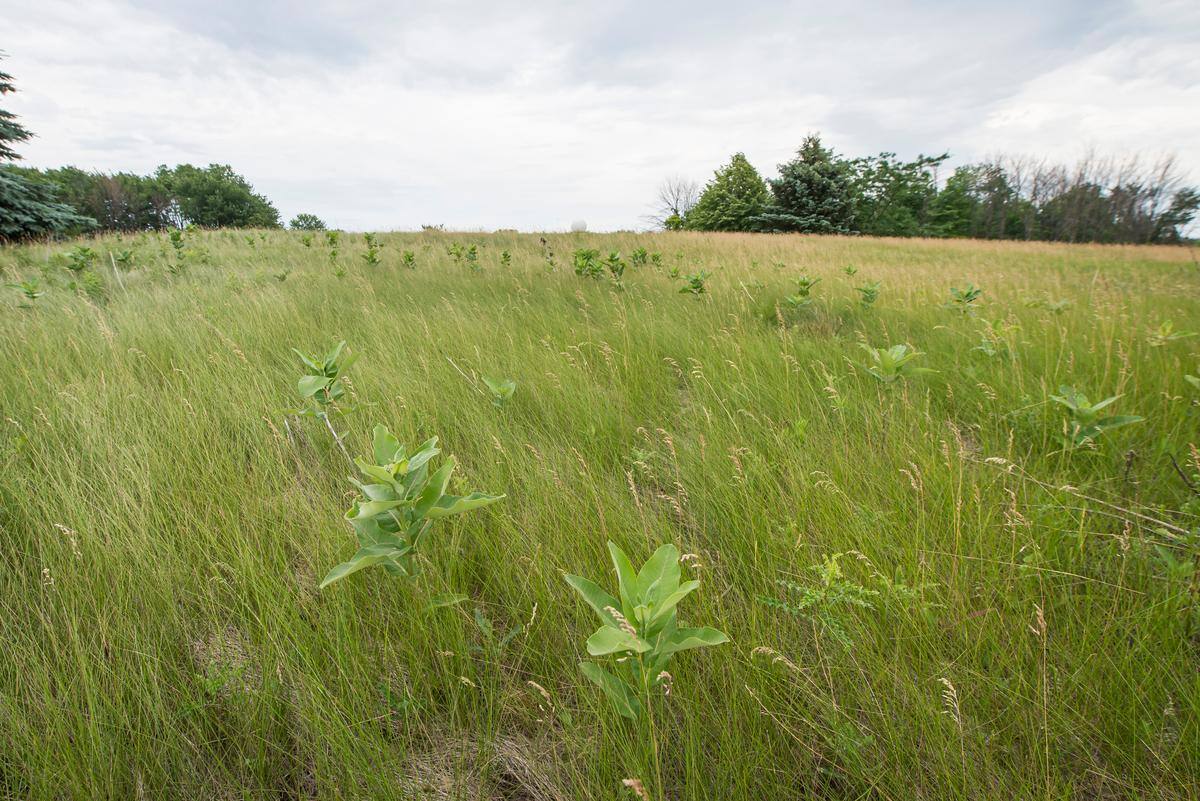Le projet d&rsquo;usine mena&ccedil;ant le &laquo;Champ des monarques&raquo; abandonn&eacute;