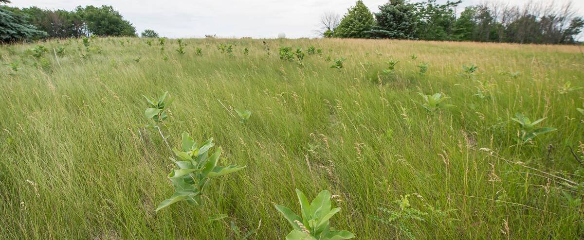 Le projet d’usine menaçant le «Champ des monarques» abandonné