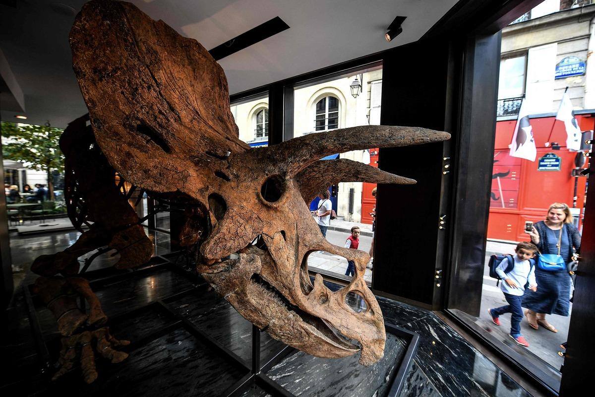 The fate of the giant trichotillomania “Big John” was played at an auction in Paris.