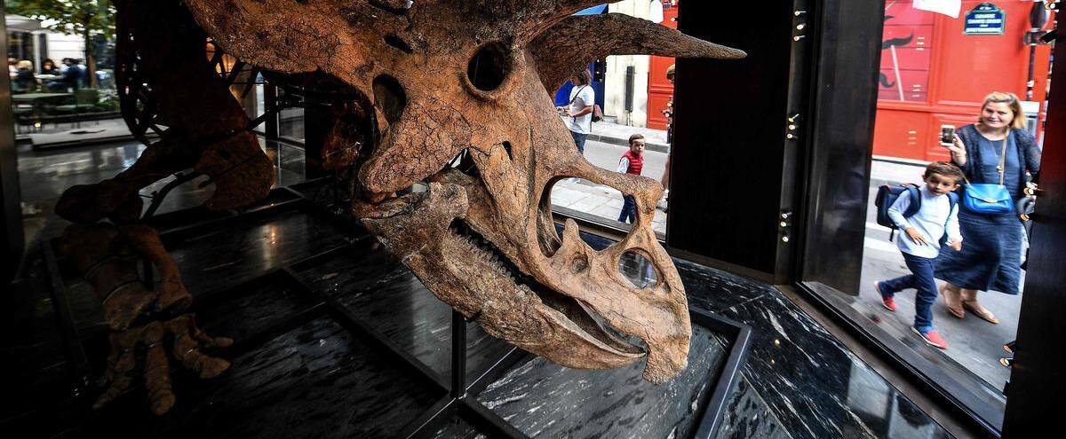 The fate of the giant trichotillomania “Big John” was played at an auction in Paris. The fate of the giant trichotillomania “Big John” was played at an auction in Paris.