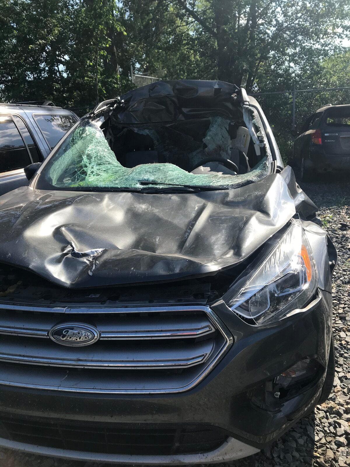 Prudence sur les routes, les animaux sont impr&eacute;visibles!