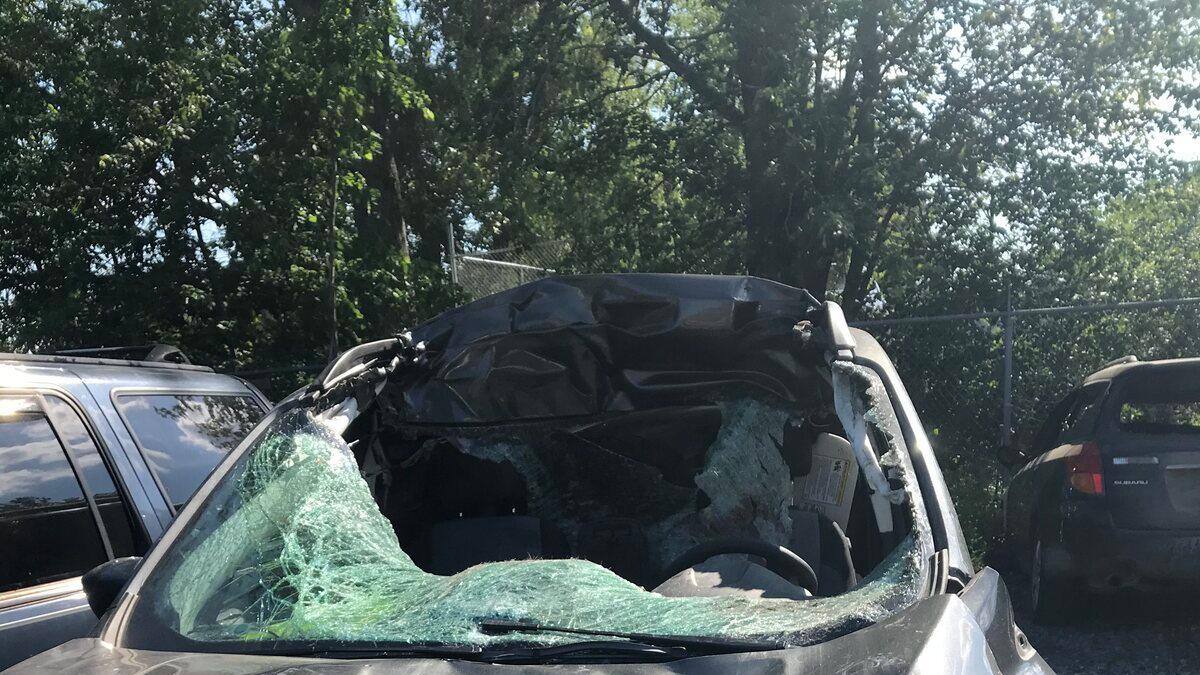 Prudence sur les routes, les animaux sont imprévisibles!