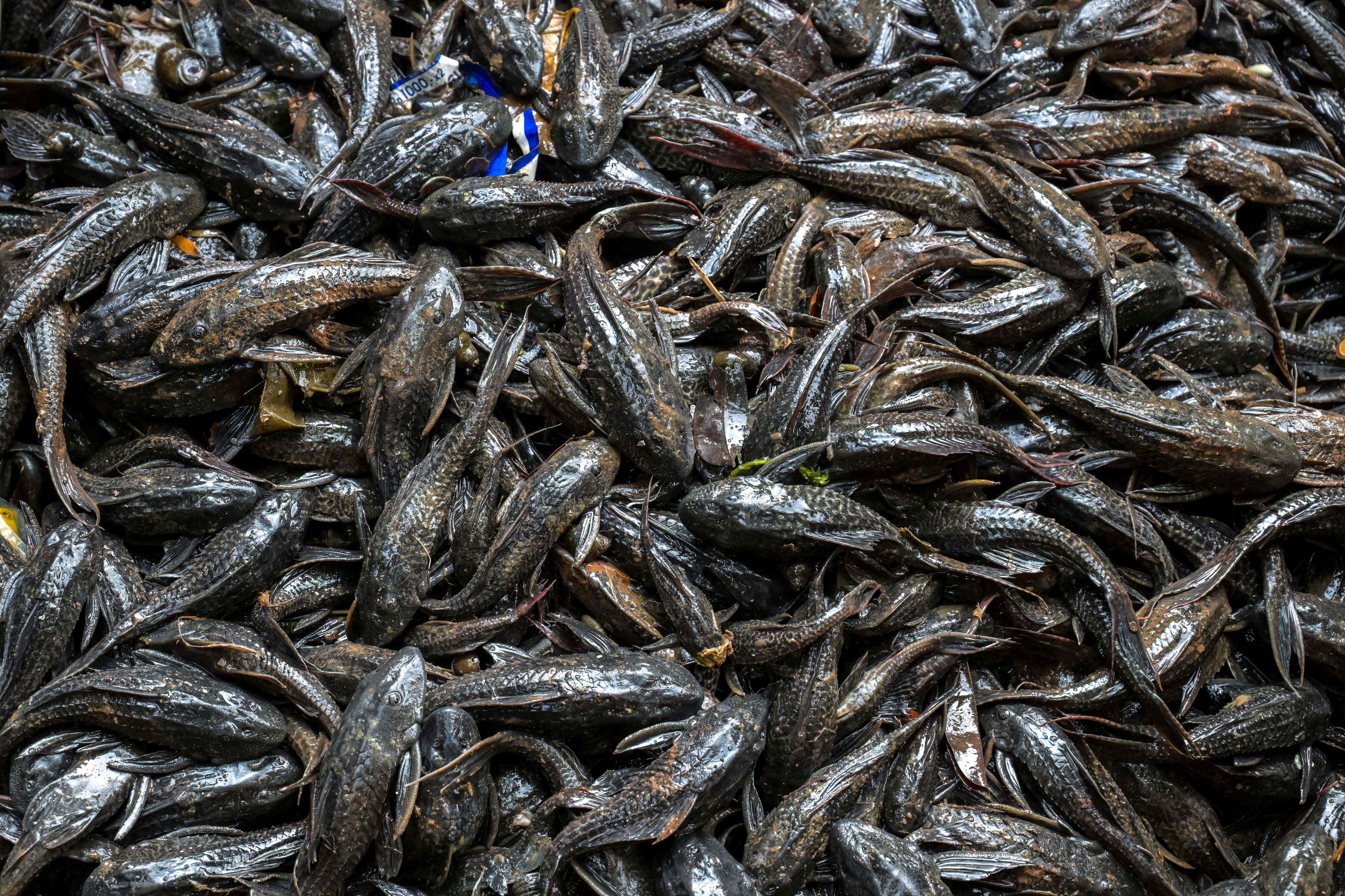 EN IMAGES | Le sapu-sapu, un poisson invasif qui prospère malgré la pollution en Indonésie