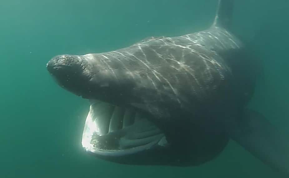 Requin-pèlerin