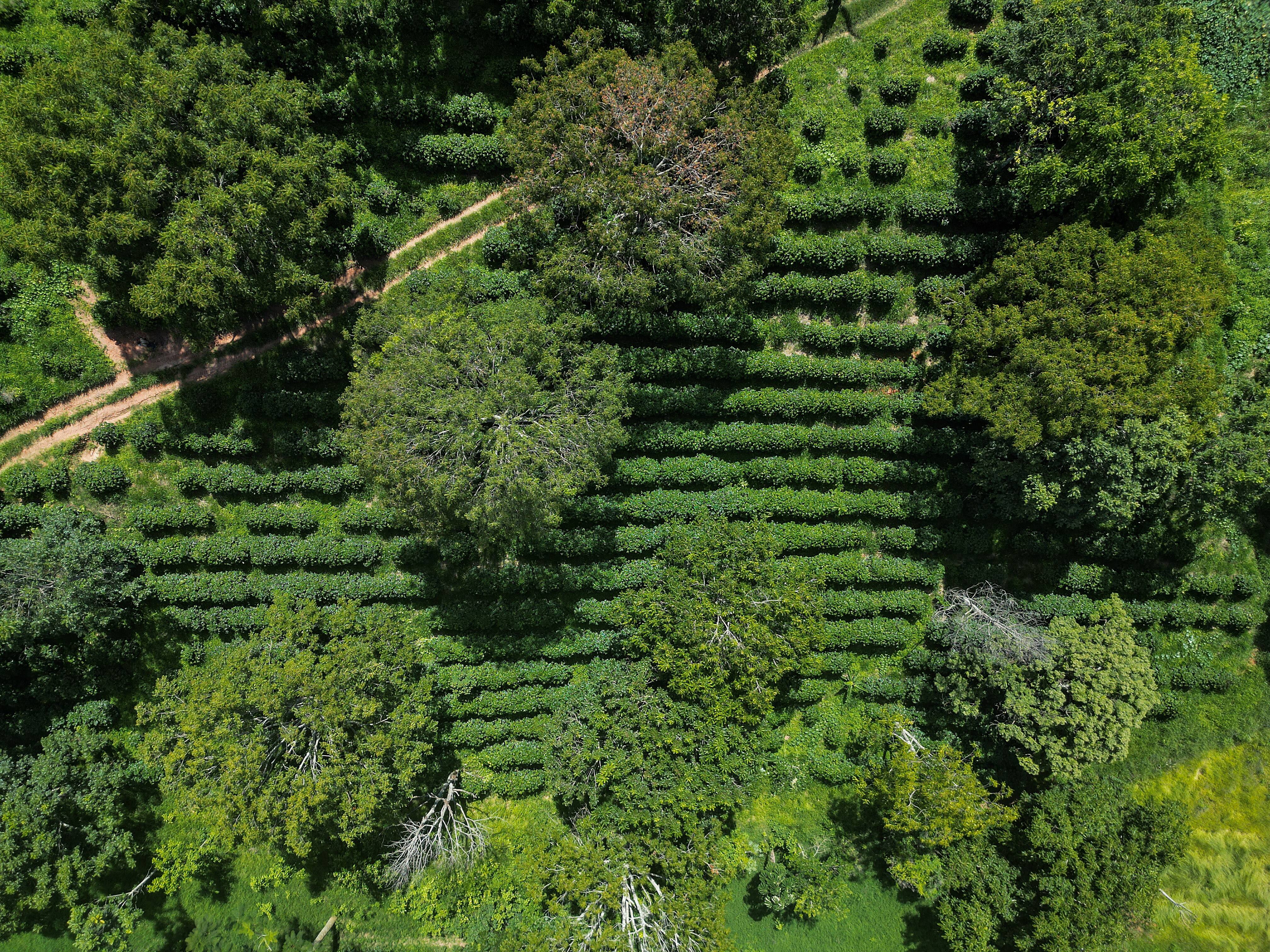 BRASIL-AGRICULTURA-MEDIO AMBIENTE-CAFÉ