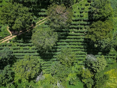 BRASIL-AGRICULTURA-MEDIO AMBIENTE-CAFÉ