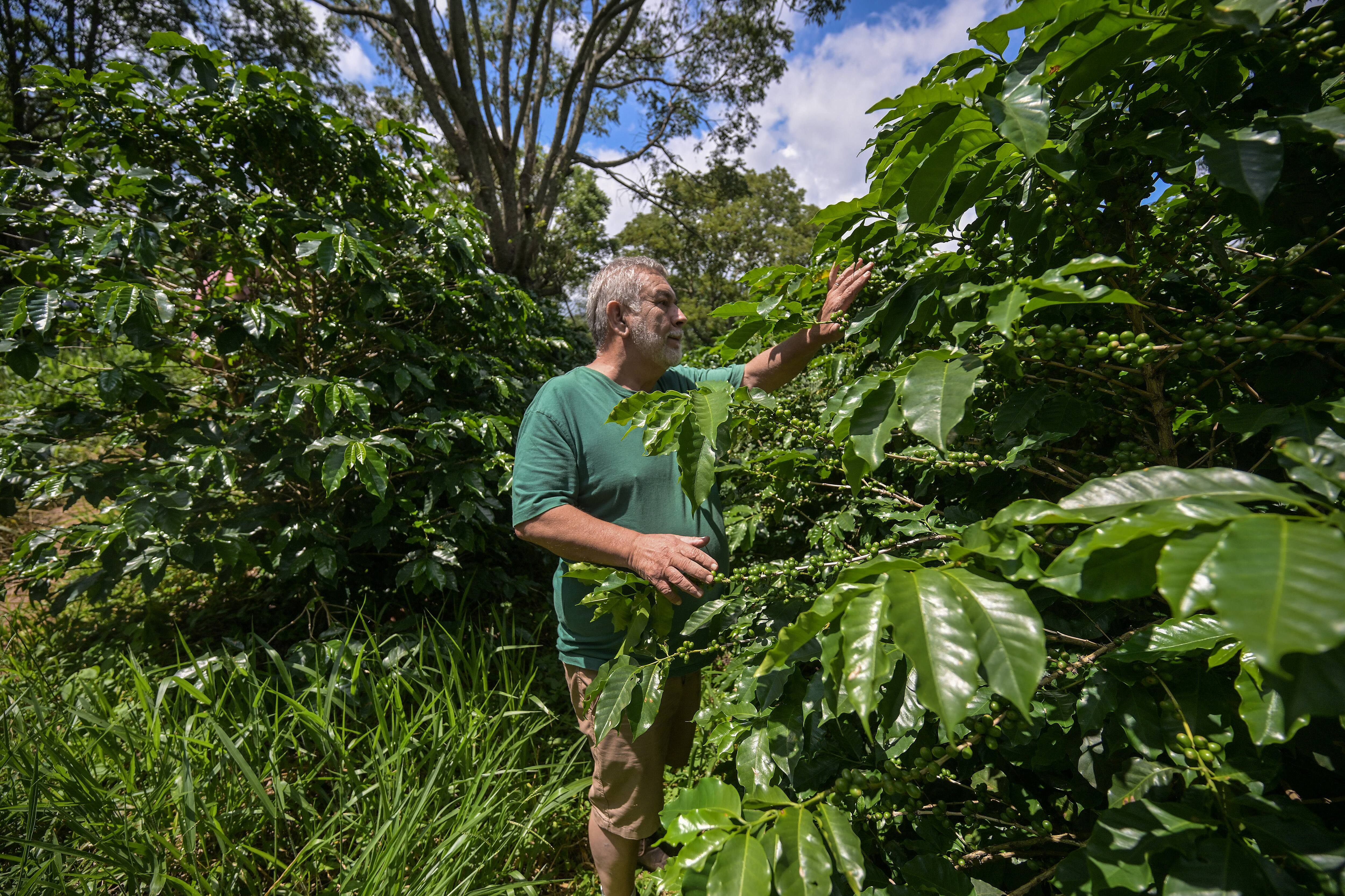 BRASIL-AGRICULTURA-MEDIO AMBIENTE-CAFÉ
