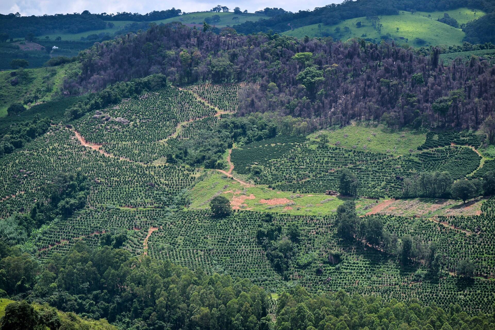 BRASIL-AGRICULTURA-MEDIO AMBIENTE-CAFÉ