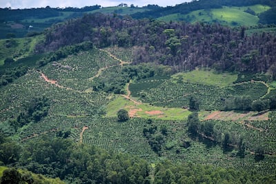 BRASIL-AGRICULTURA-MEDIO AMBIENTE-CAFÉ