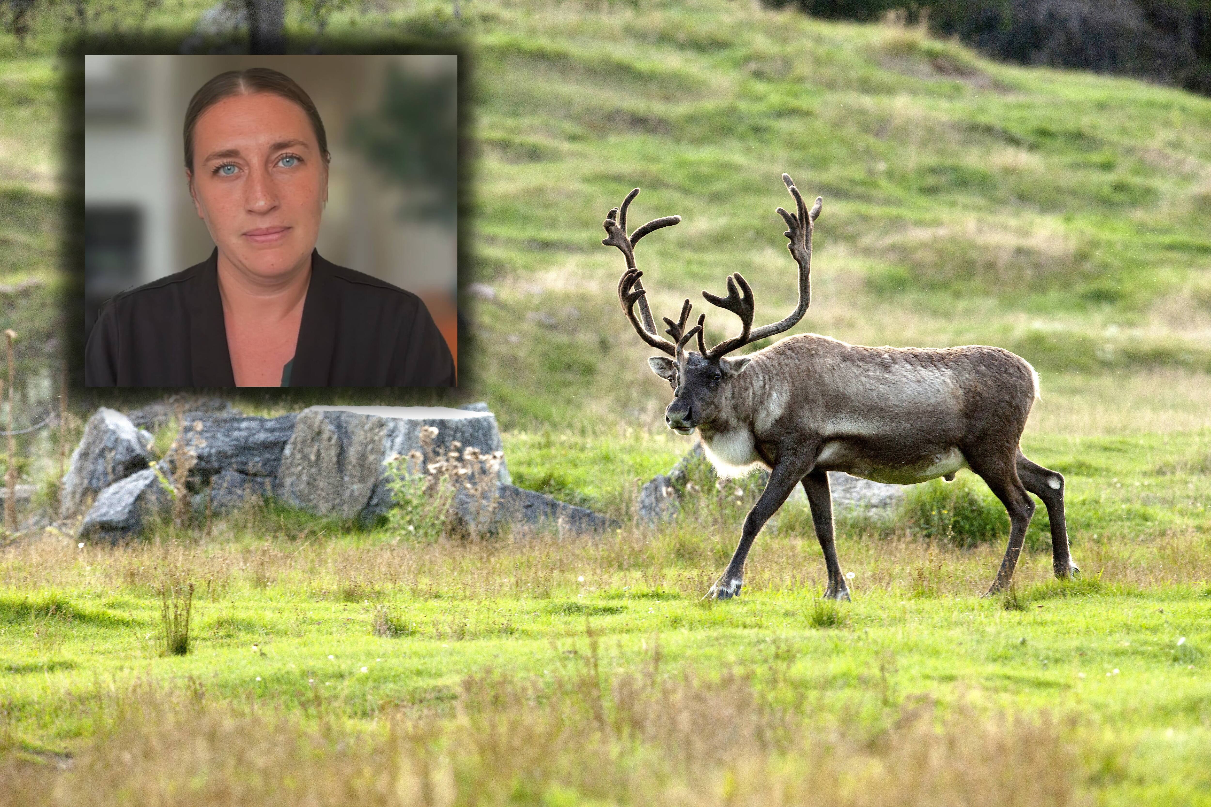 Plainte sur le d&eacute;cret d&rsquo;urgence sur le caribou: &laquo;Le gouvernement qu&eacute;b&eacute;cois exag&egrave;re&raquo;, affirme une environnementaliste