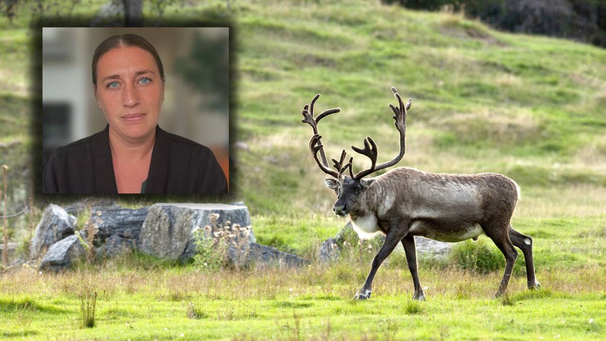 Plainte sur le décret d’urgence sur le caribou: «Le gouvernement québécois exagère», affirme une environnementaliste