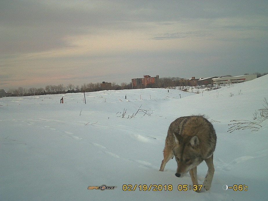 Image principale de l'article Jouer aux enquêteurs de coyotes dans la neige