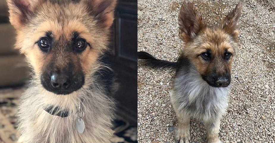 Cet Adorable Petit Berger Allemand De 2 Ans Restera Un Chiot Pour Toute Sa Vie Le Sac De Chips Cet Adorable Petit Berger Allemand De 2 Ans Restera Un Chiot Pour Toute Sa Vie Le Sac De Chips