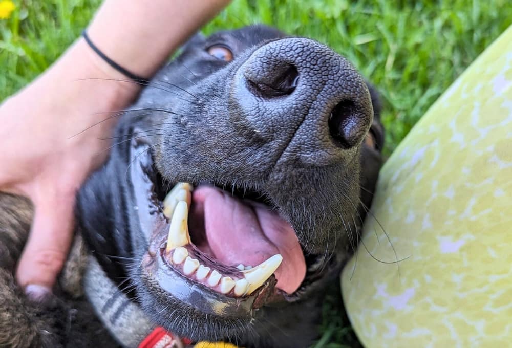 Le Jeune Aaron est à la recherche d'une famille