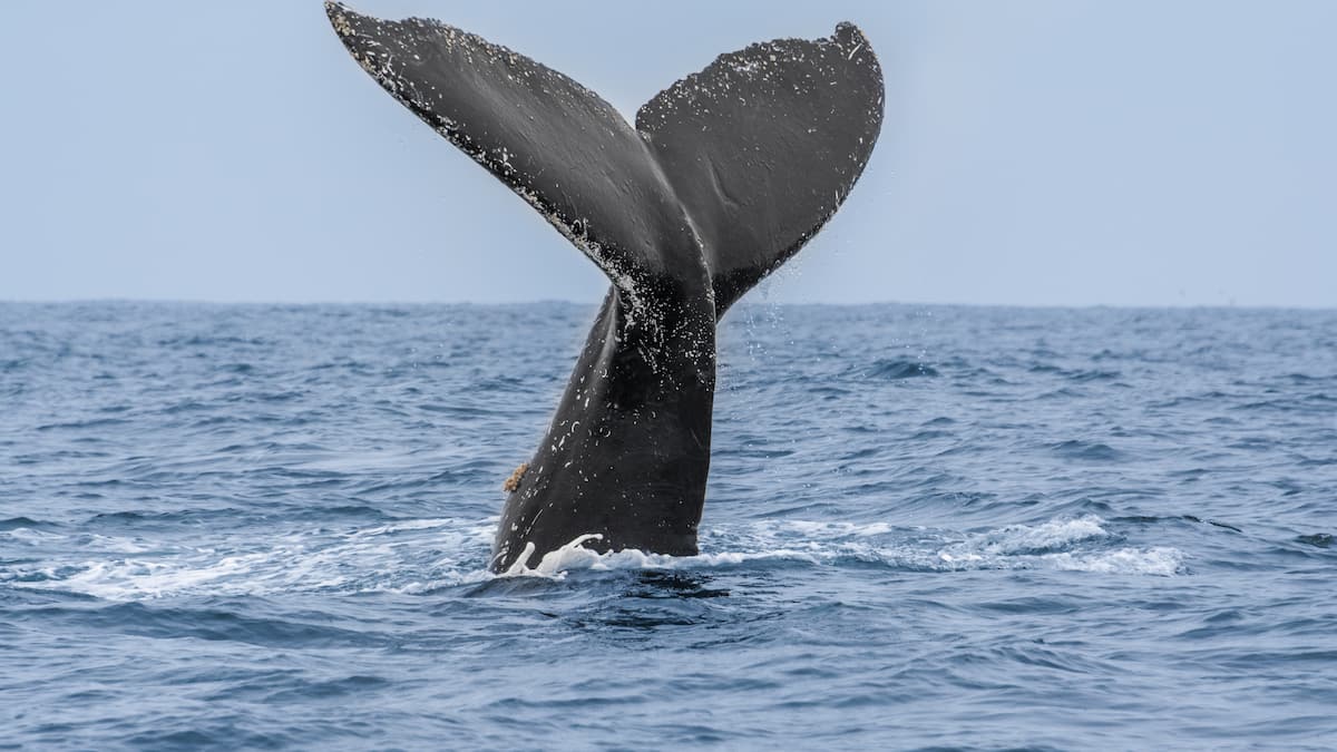 Baleine échouée: opération de sauvetage sur la côte allemande