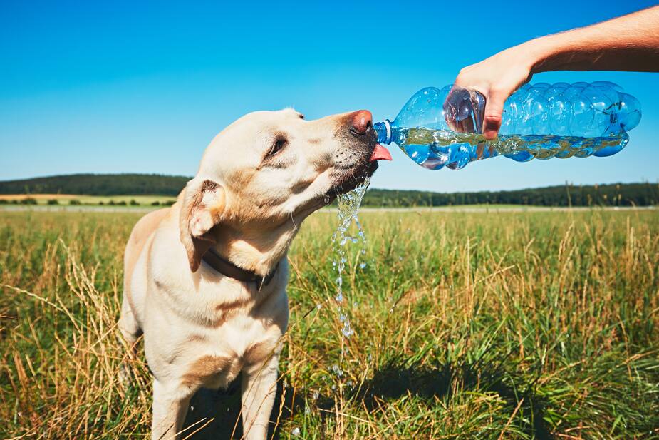 Image principale de l'article Comment aider son animal en période de canicule