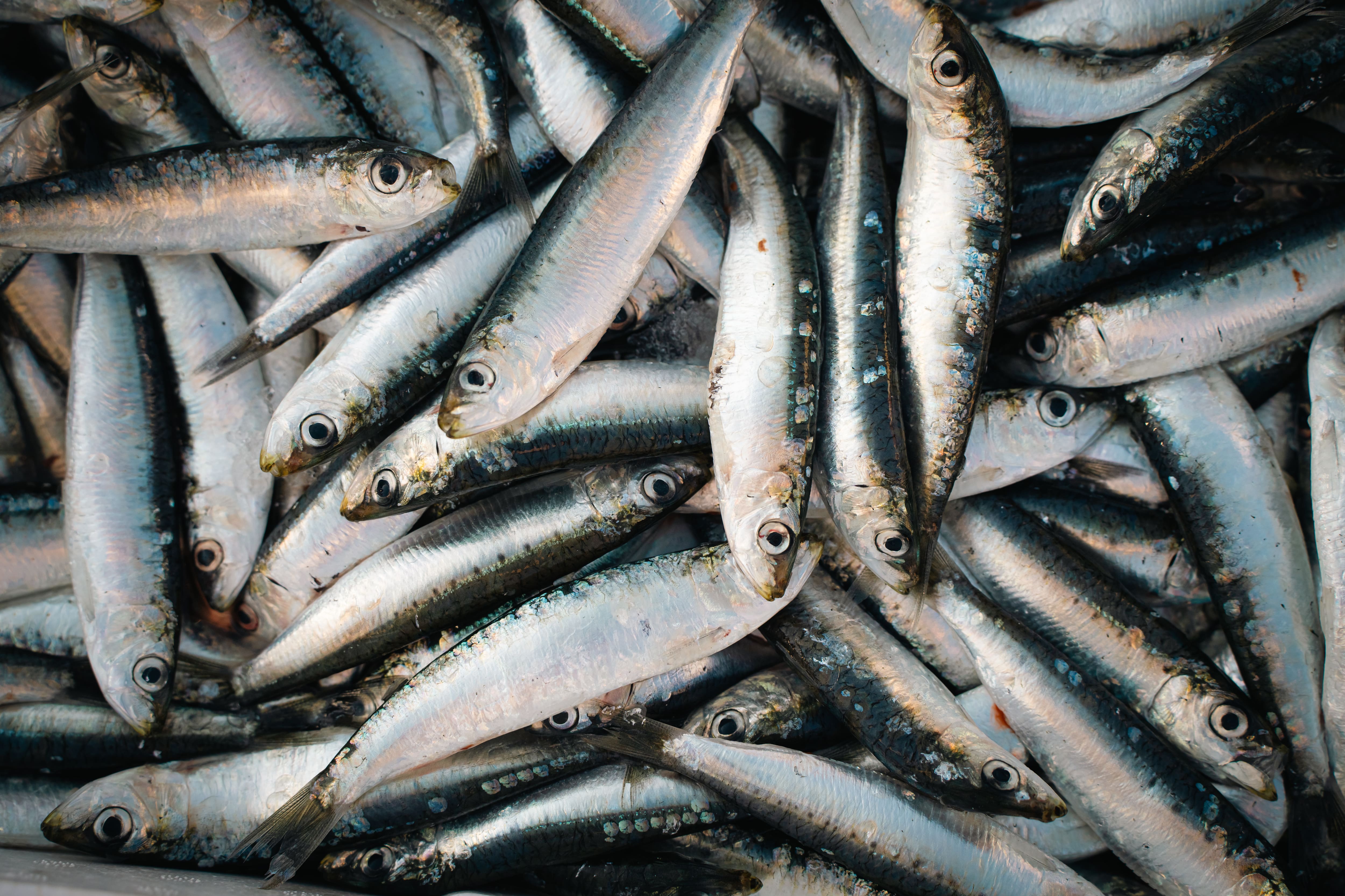 Herpèsvirus de la sardine: ce virus mortel qui menace les poissons en Afrique du Sud