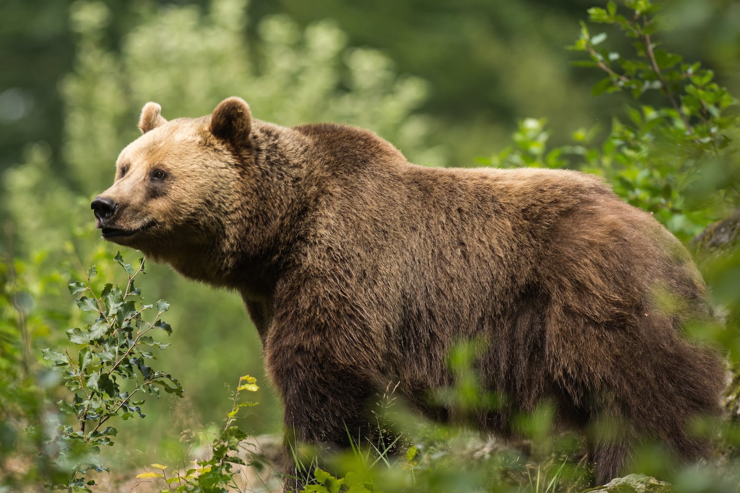Sauv e Des Griffes D un Ours Gr ce Une Pince Cheveux JDM sauv-e-des-griffes-d-un-ours-gr-ce-une-pince-cheveux-jdm