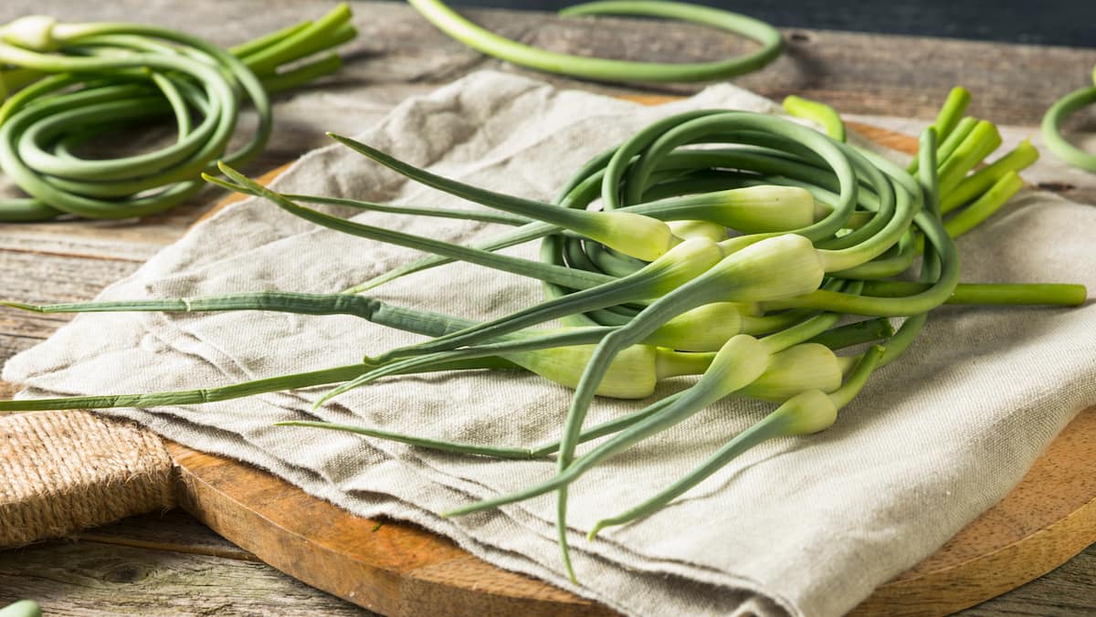 La fleur d’ail: comment la préparer, la cuisiner et la conserver