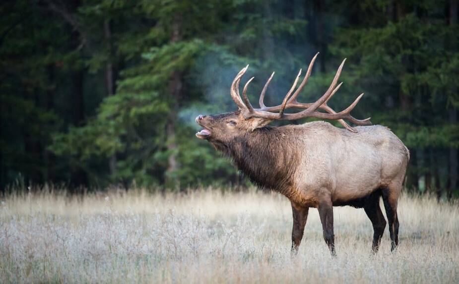 Image principale de l'article Un chasseur se fait tuer par un wapiti