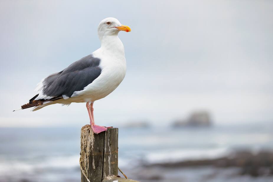 Image principale de l'article Un goéland mange la langue d’un homme