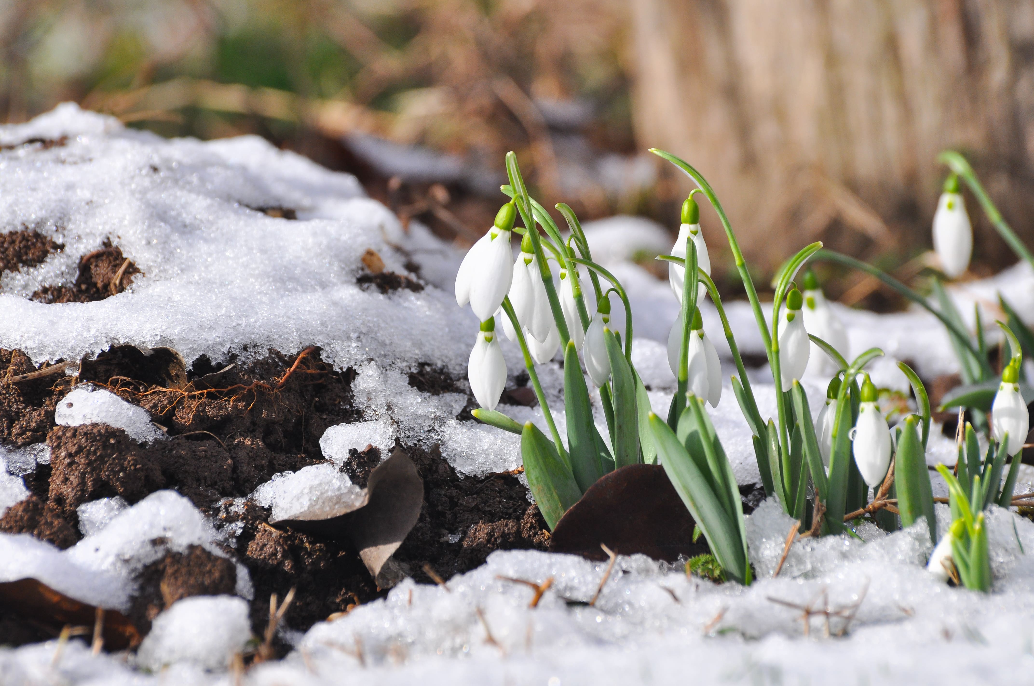 Image principale de l'article Voici quand le printemps arrivera au Québec