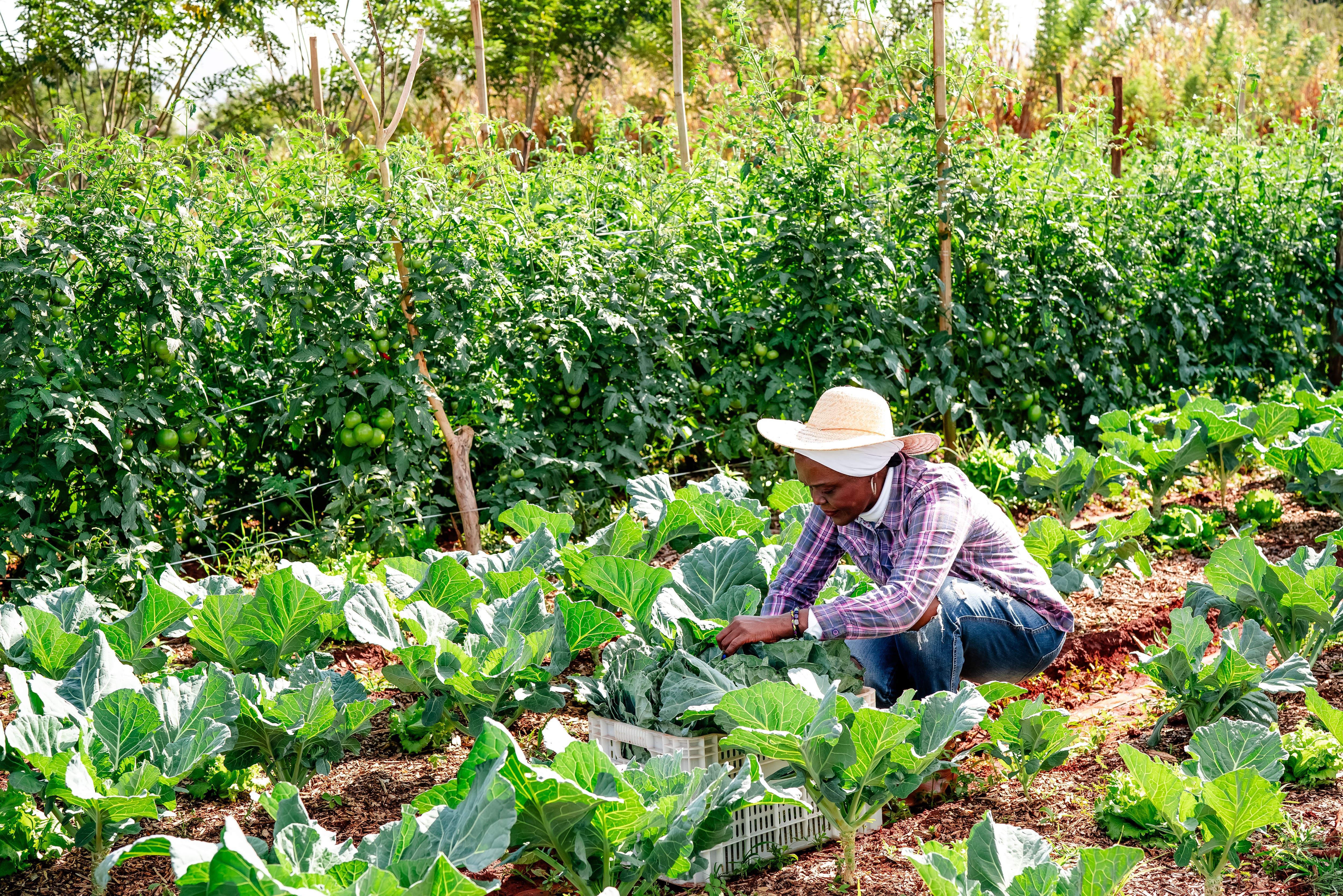 Image principale de l'article Récolter ses légumes (presque) sans frais