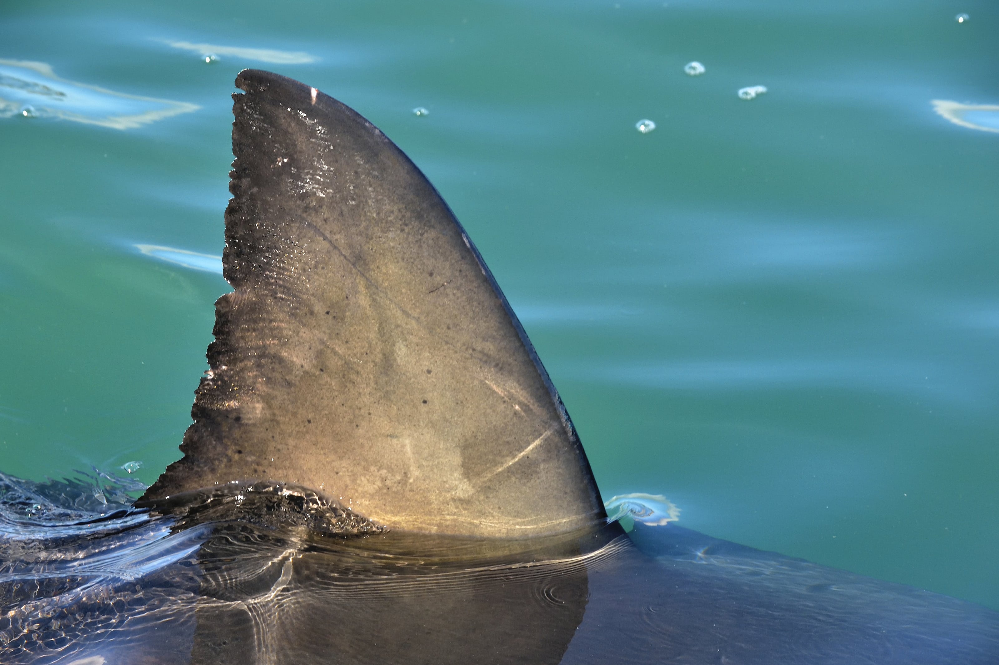 Un plongeur blessé dans une attaque de requin blanc au large de Percé