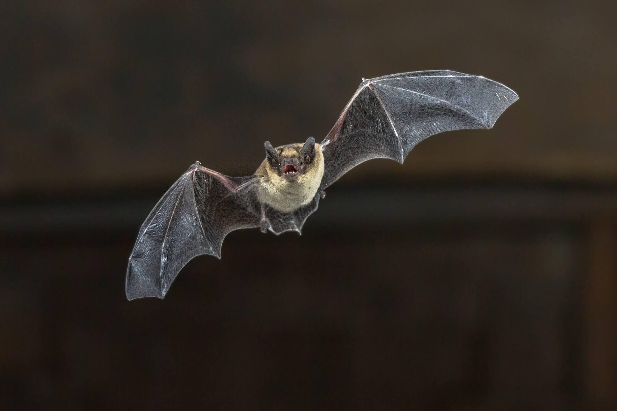Risque de rage: «Personne ne nous prenait au sérieux», déplore un père après la découverte d’une chauve-souris dans la chambre de sa fille