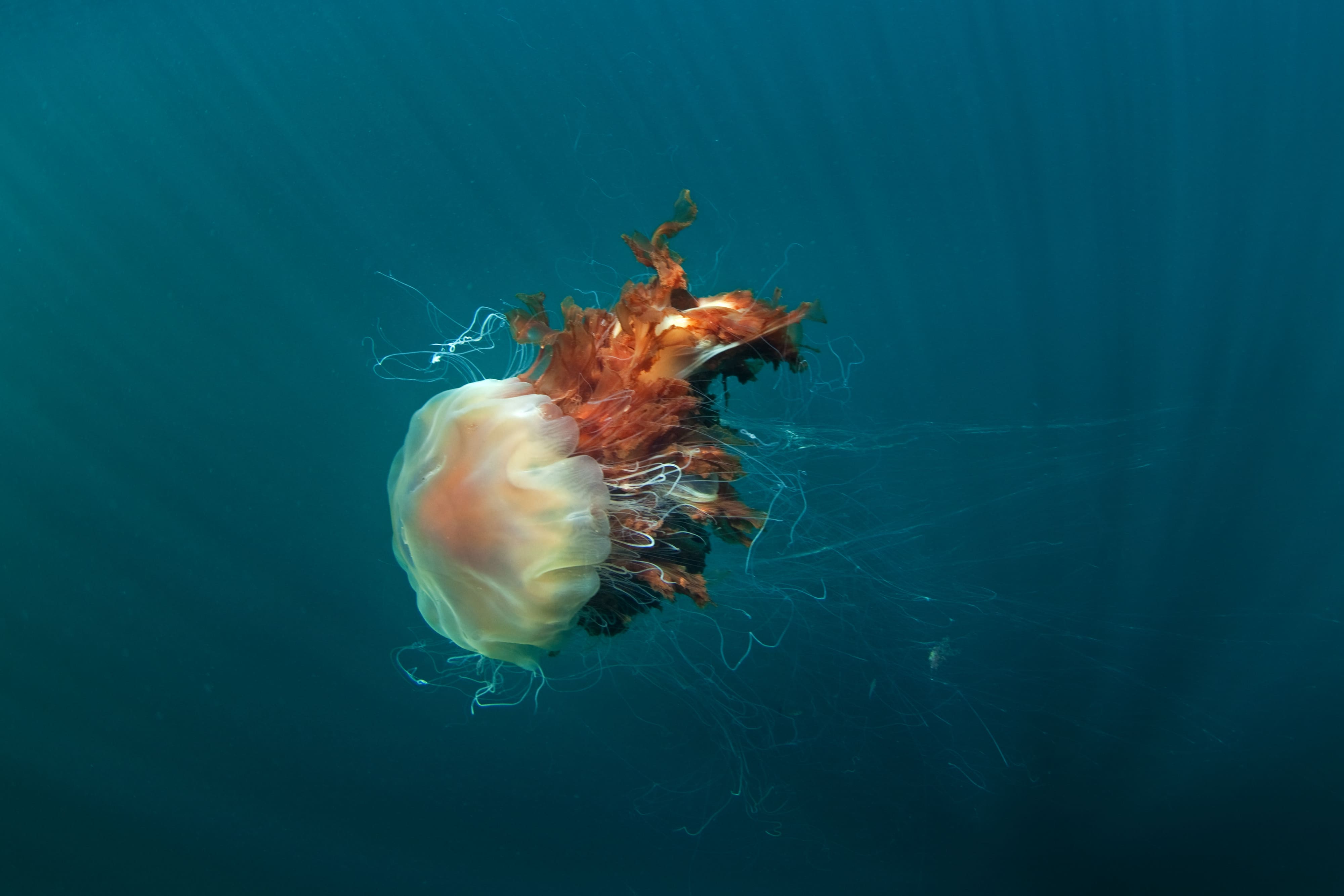 Giant jellyfish invade New England beaches