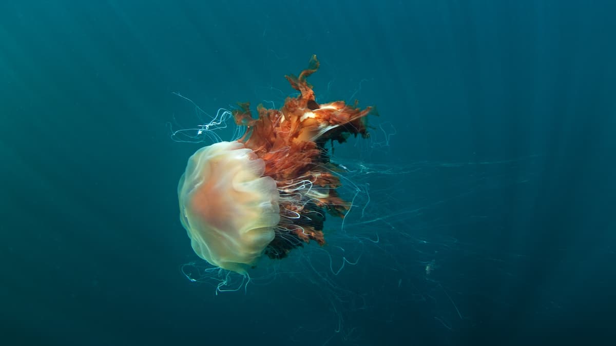 Giant jellyfish invade New England beaches Giant jellyfish invade New England beaches