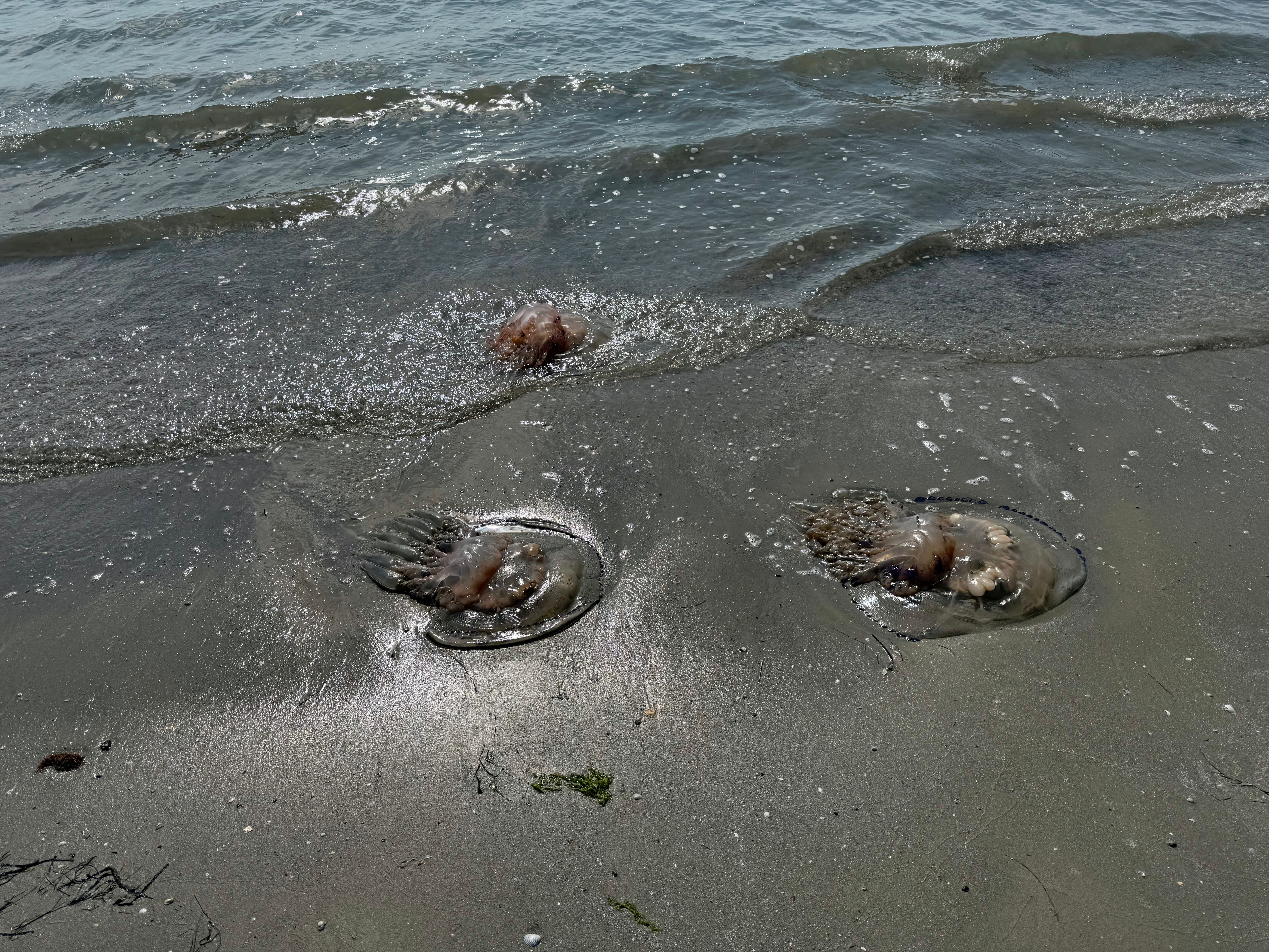 Image principale de l'article Une espèce dangereuse envahit les plages